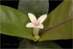 Saprosma glomeratum